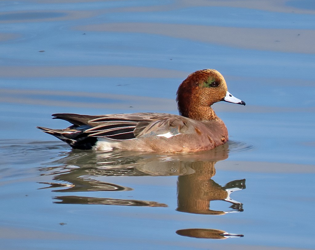 雑種 ヒドリガモ ｘ アメリカヒドリ - ML646544425