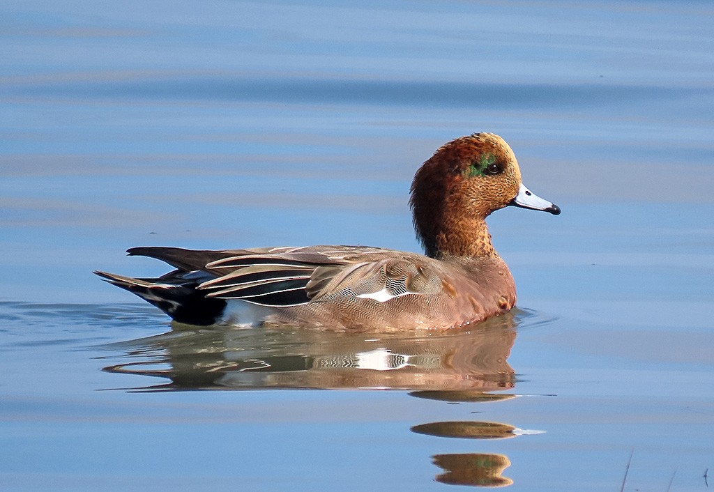雑種 ヒドリガモ ｘ アメリカヒドリ - ML646544426