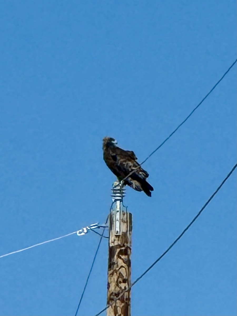 Golden Eagle - ML646544430