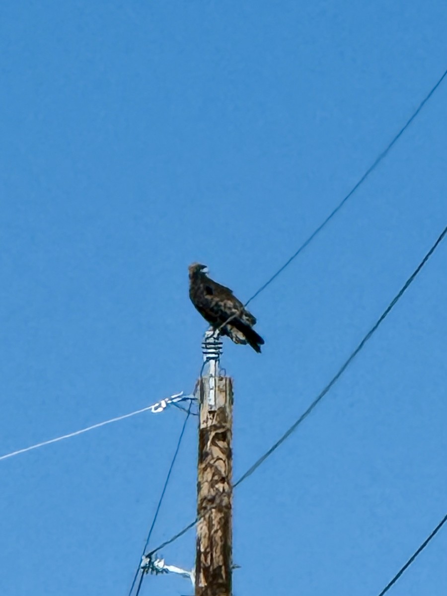 Golden Eagle - ML646544431