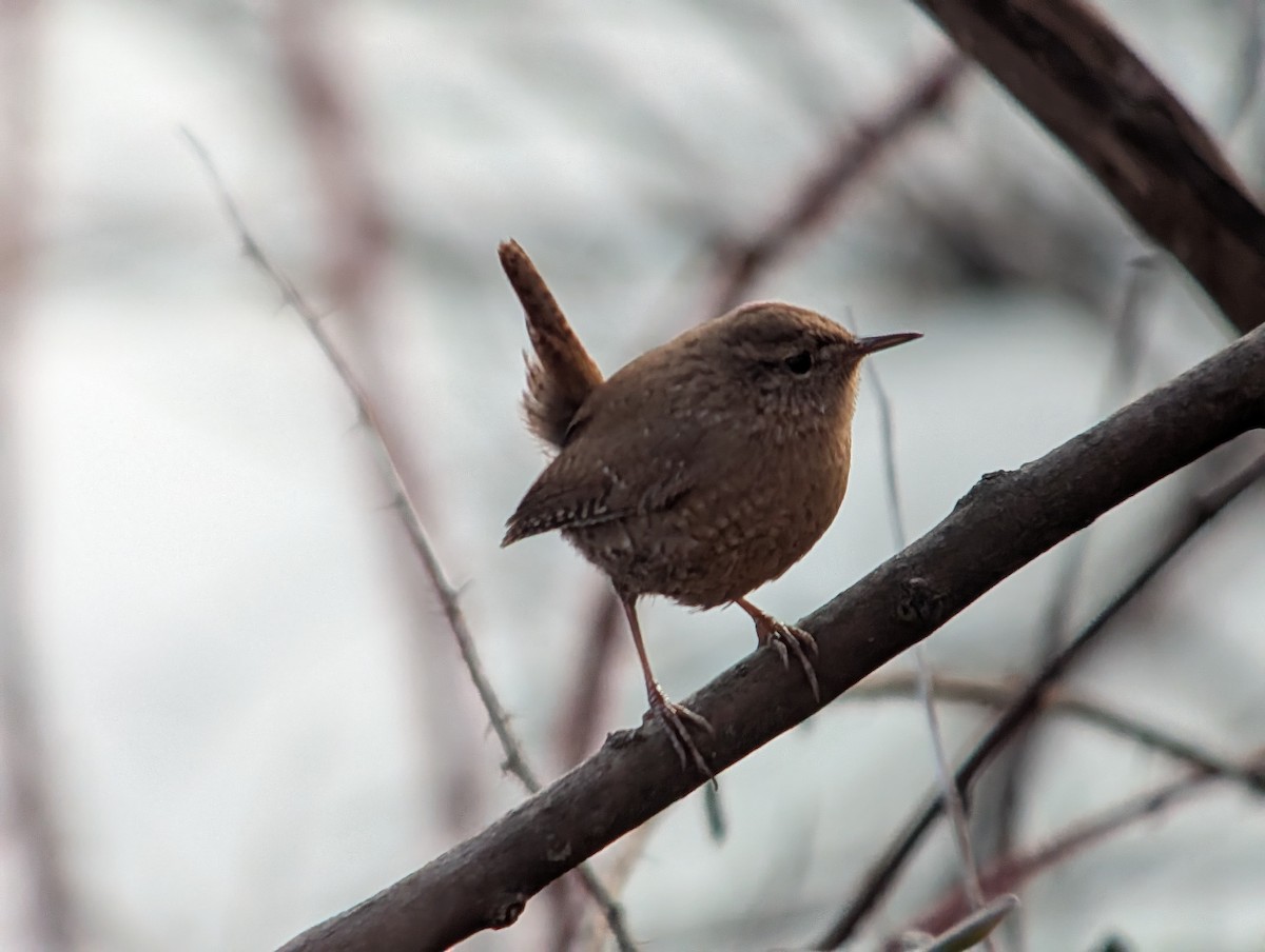 Winter Wren - ML646544432