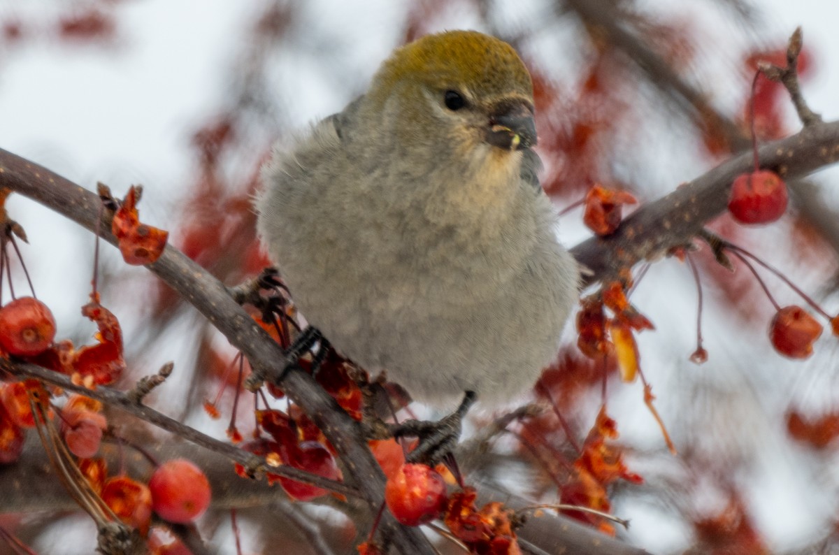 Hakengimpel - ML646544434