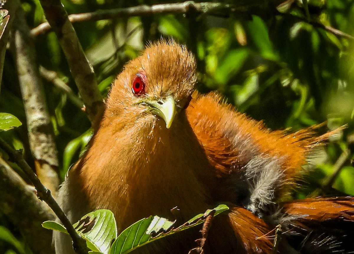 Common Squirrel-Cuckoo - ML646544435