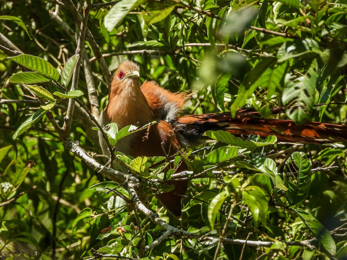 Common Squirrel-Cuckoo - ML646544436