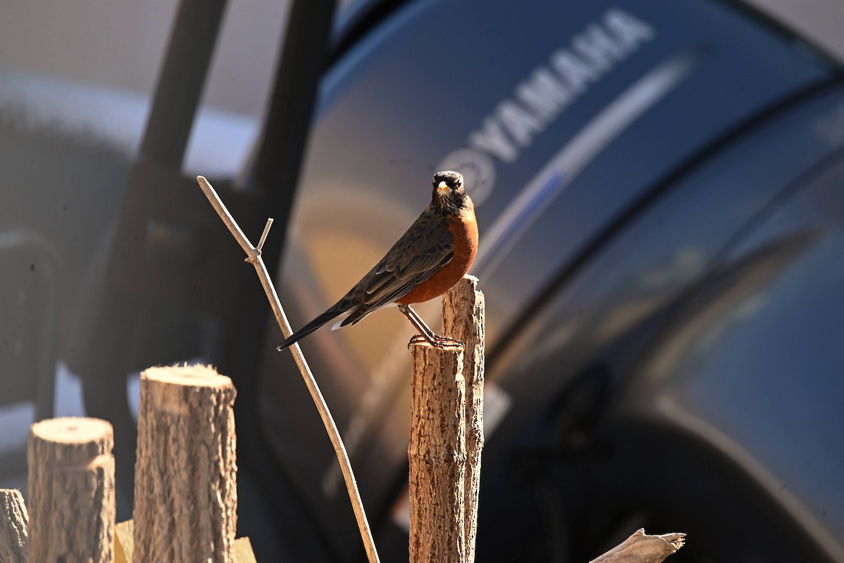 American Robin - ML646544438