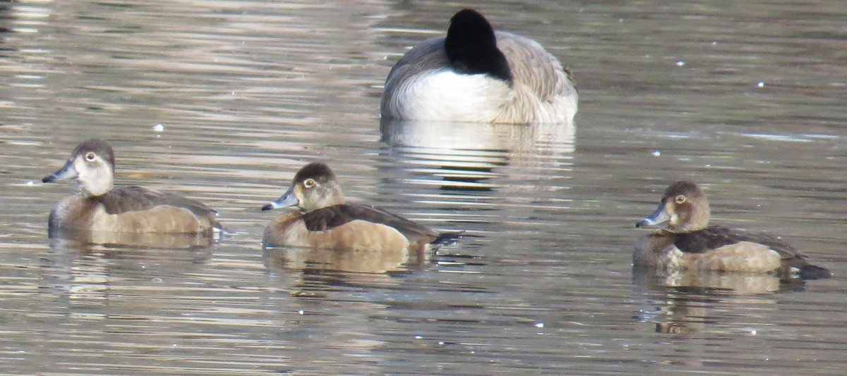 Ring-necked Duck - ML646544441