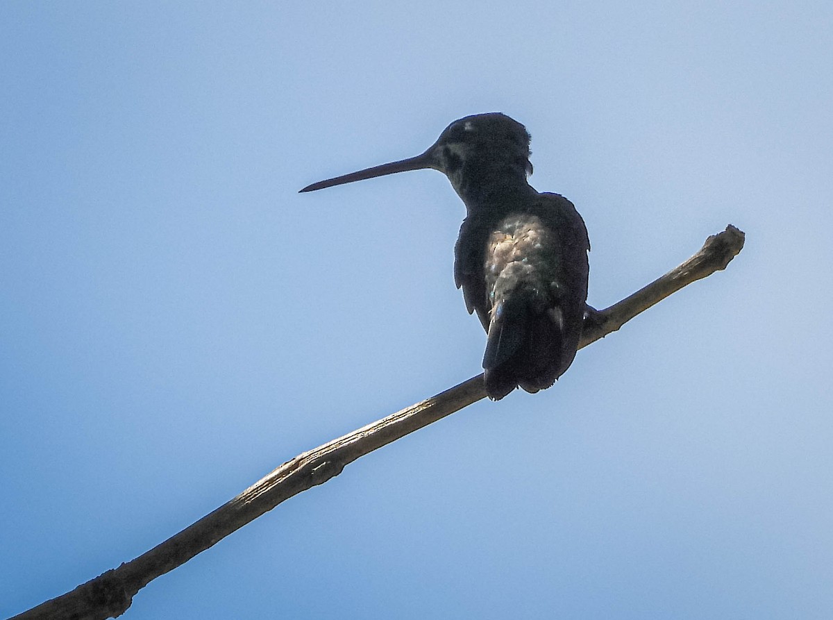 Stripe-breasted Starthroat - ML646544443
