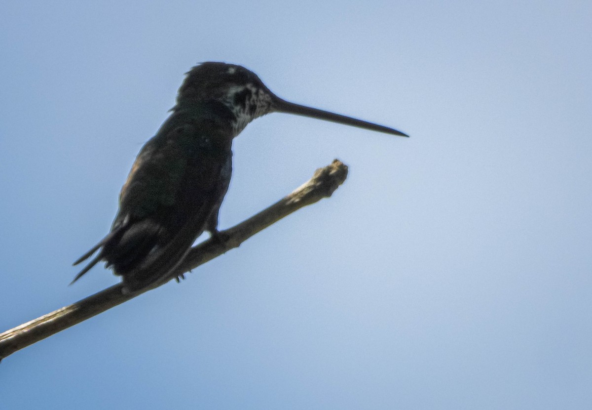 Stripe-breasted Starthroat - ML646544444