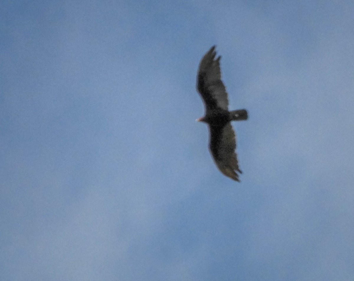 Turkey Vulture - ML646544468