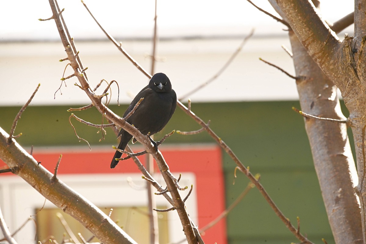 Common Grackle - ML646544470