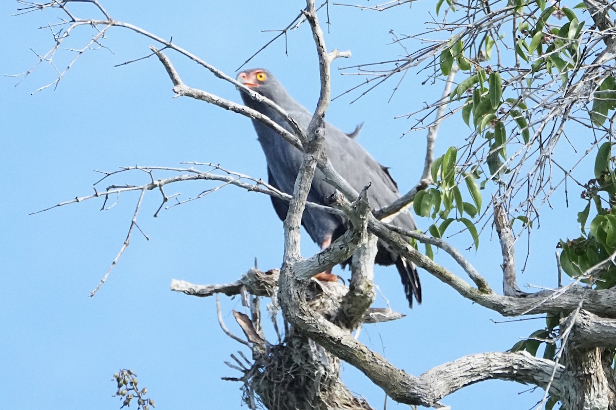 Slate-colored Hawk - ML646544472