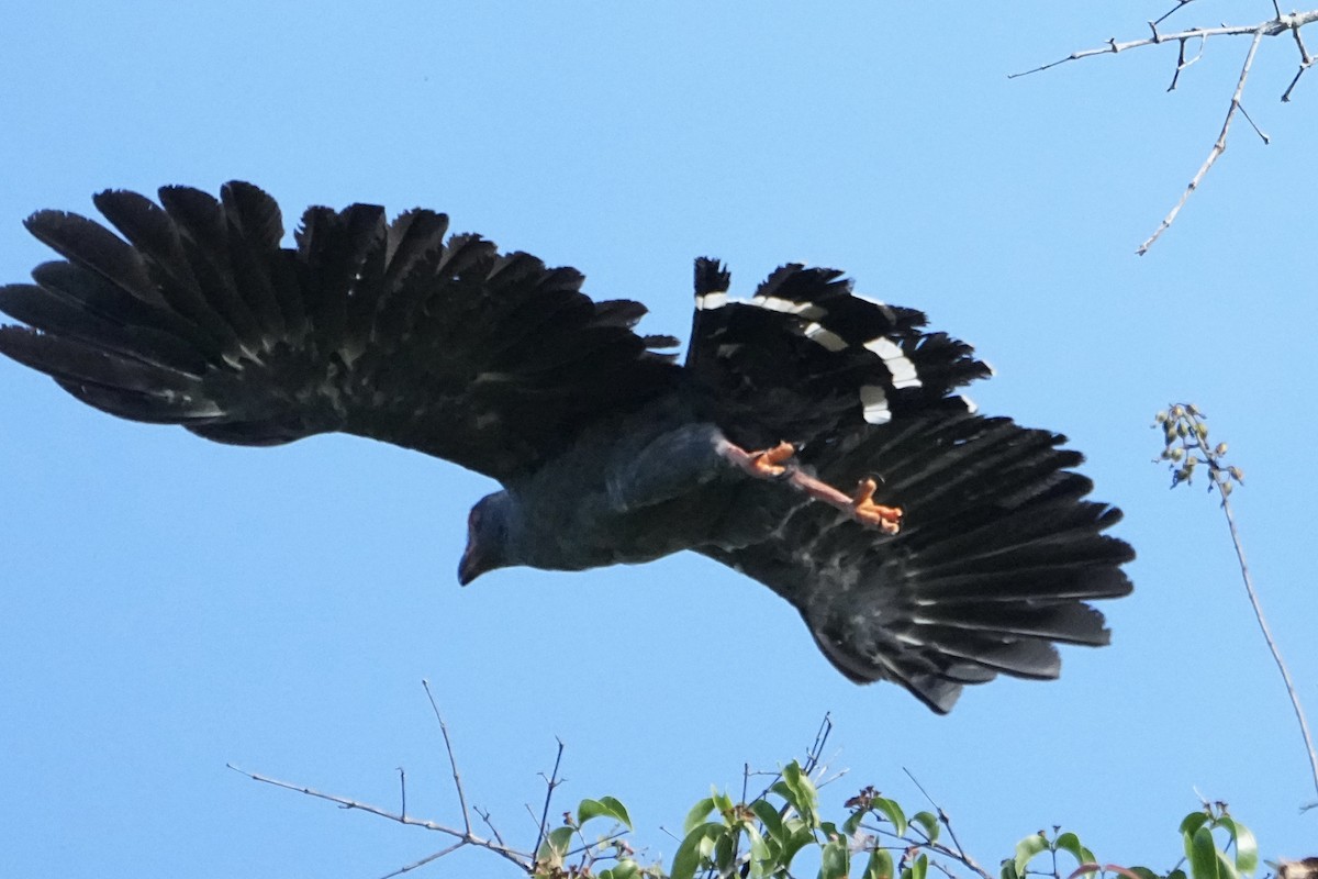 Slate-colored Hawk - ML646544473