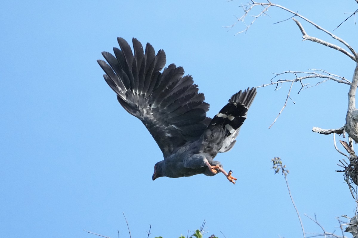 Slate-colored Hawk - ML646544474