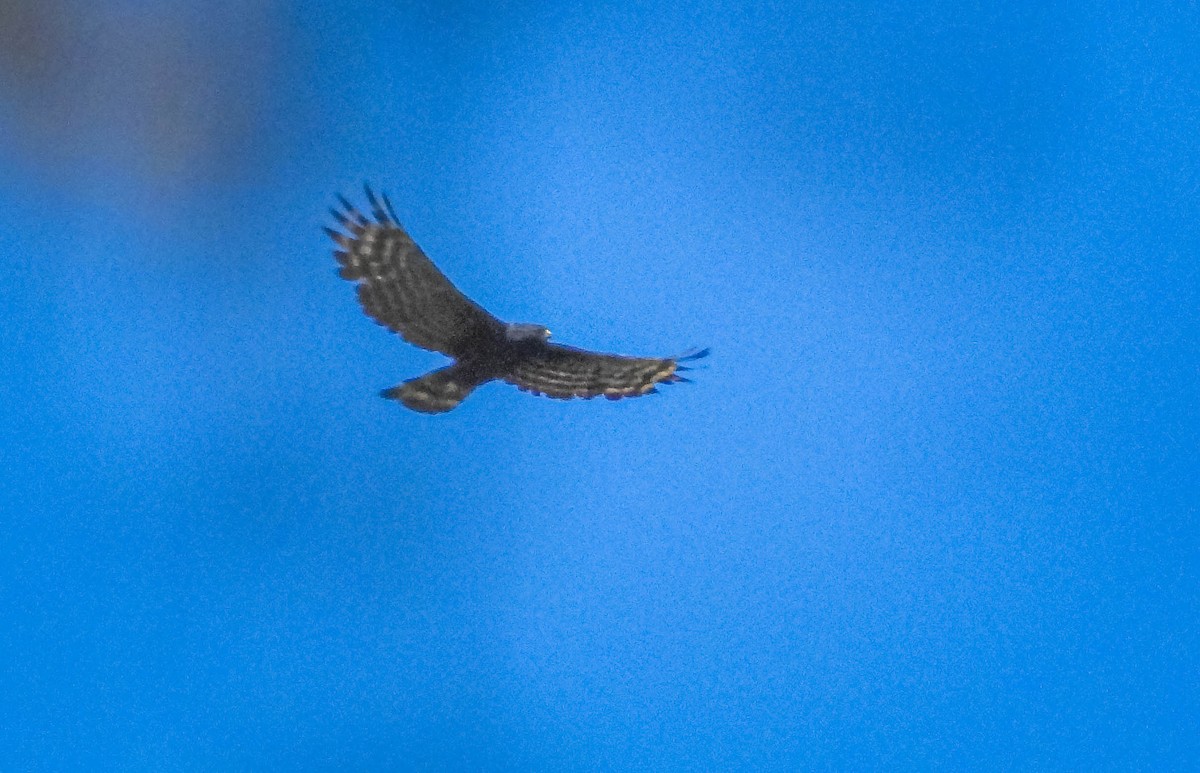 Black Hawk-Eagle - ML646544476