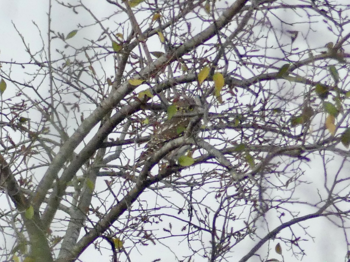 Жемчужный сычик - ML646544479