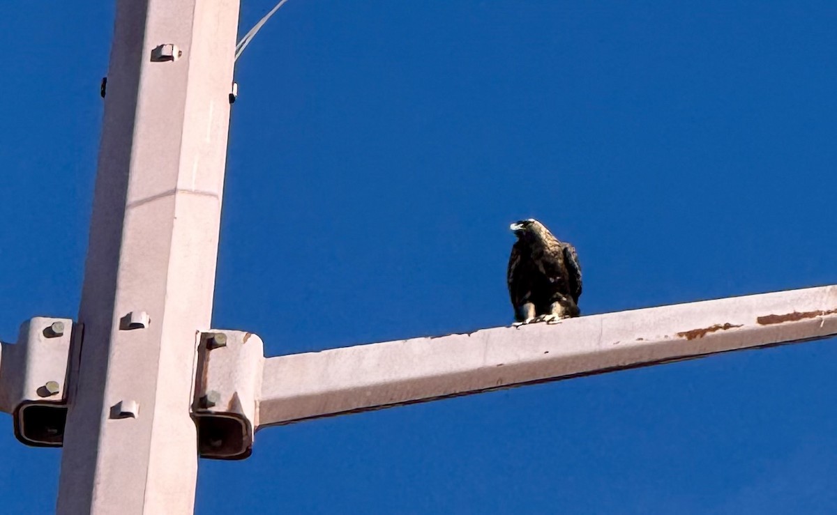 Golden Eagle - ML646544480