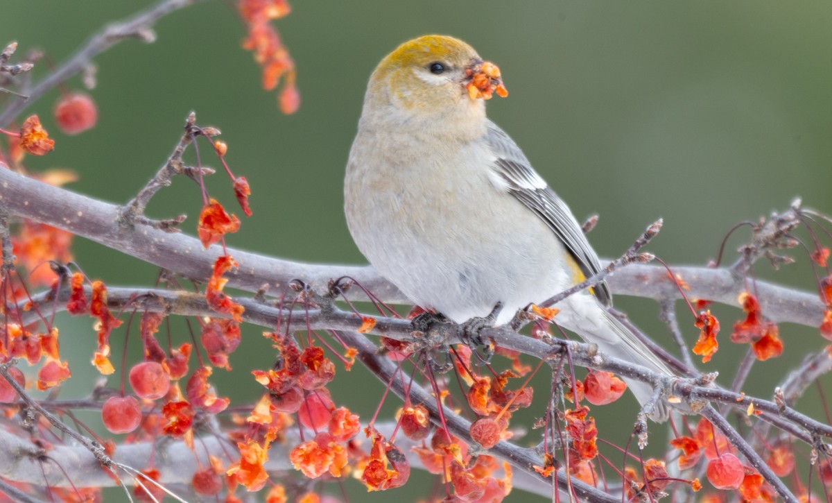 Hakengimpel - ML646544481