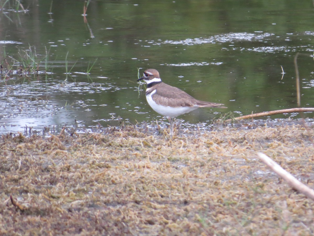 Killdeer - ML646544483