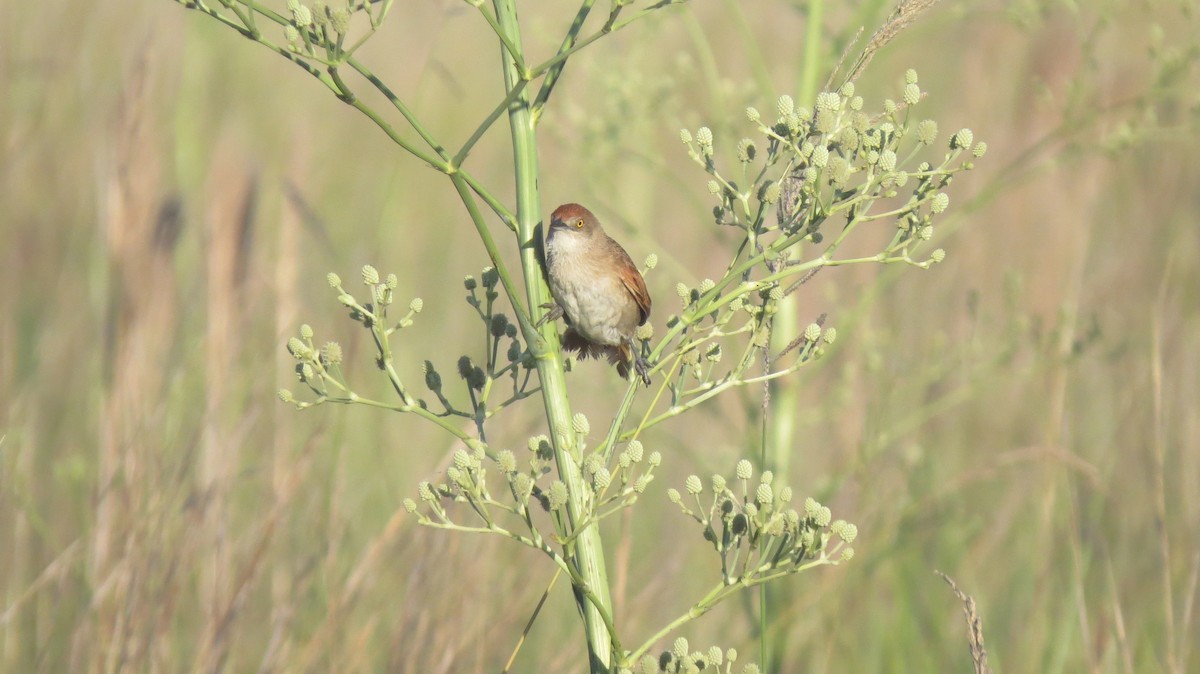 Greater Thornbird - ML646544484