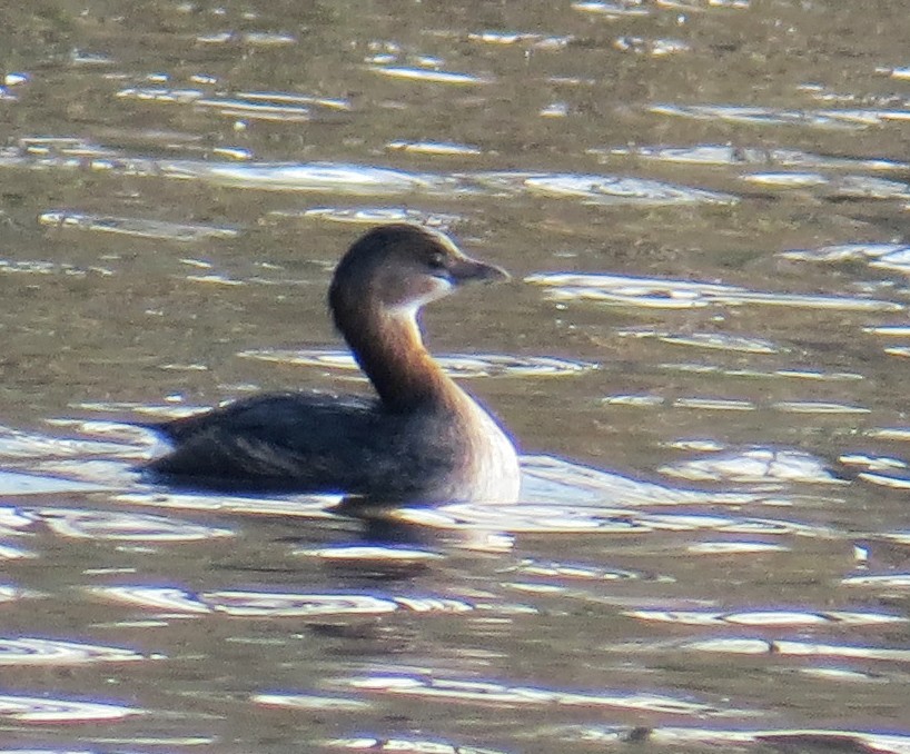 Pied-billed Grebe - ML646544485