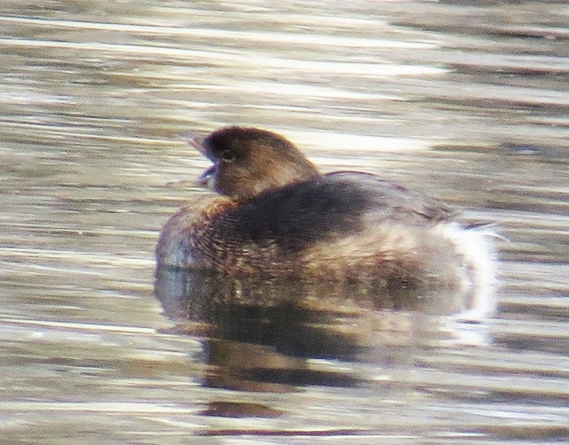 Pied-billed Grebe - ML646544486