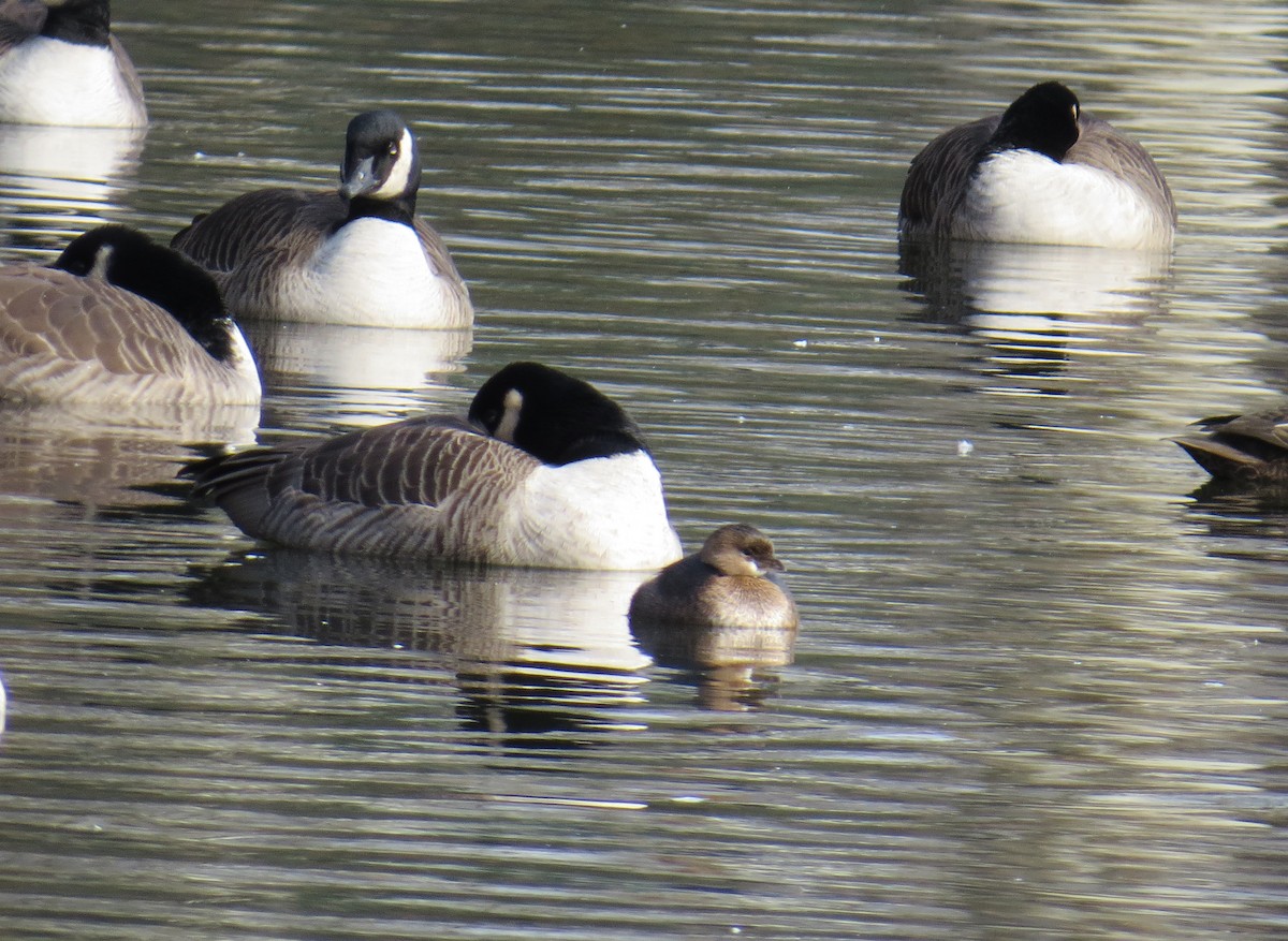 Pied-billed Grebe - ML646544487
