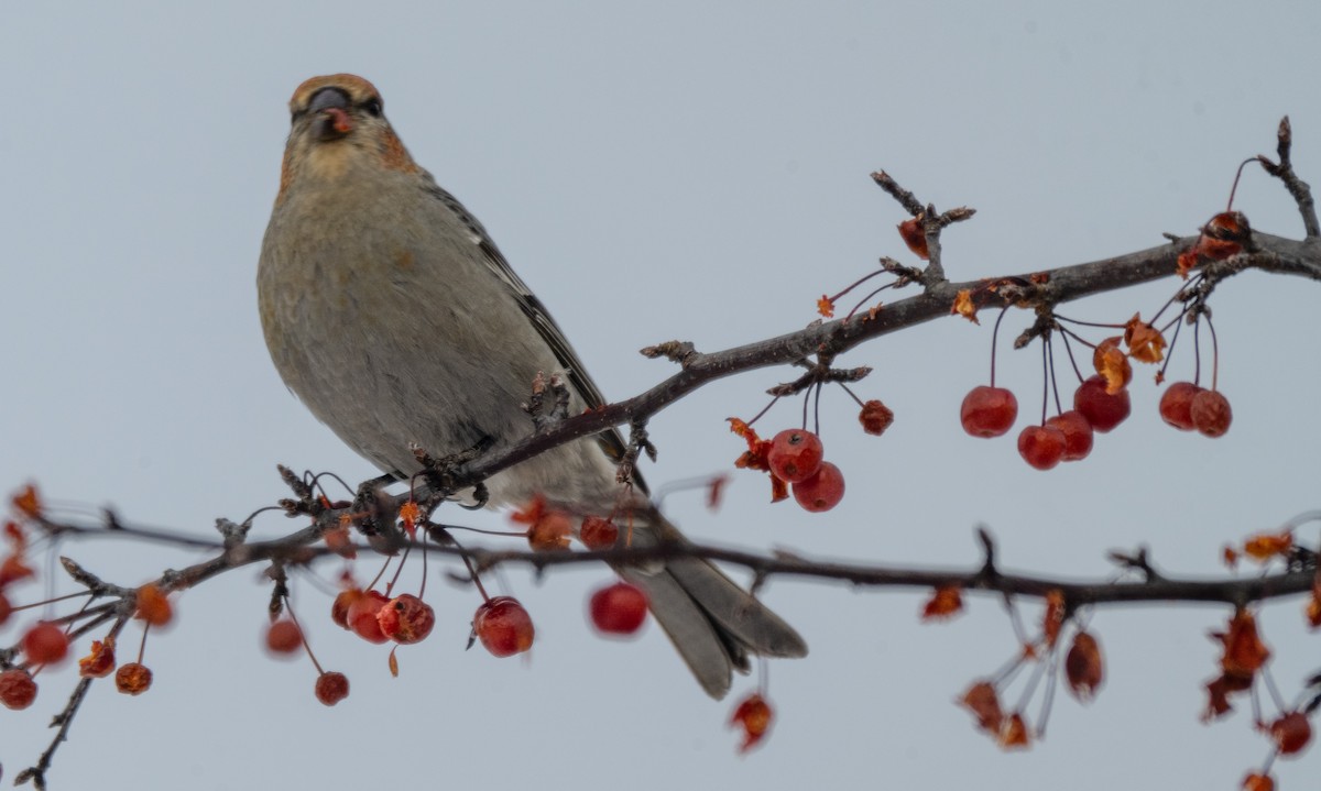 Hakengimpel - ML646544490