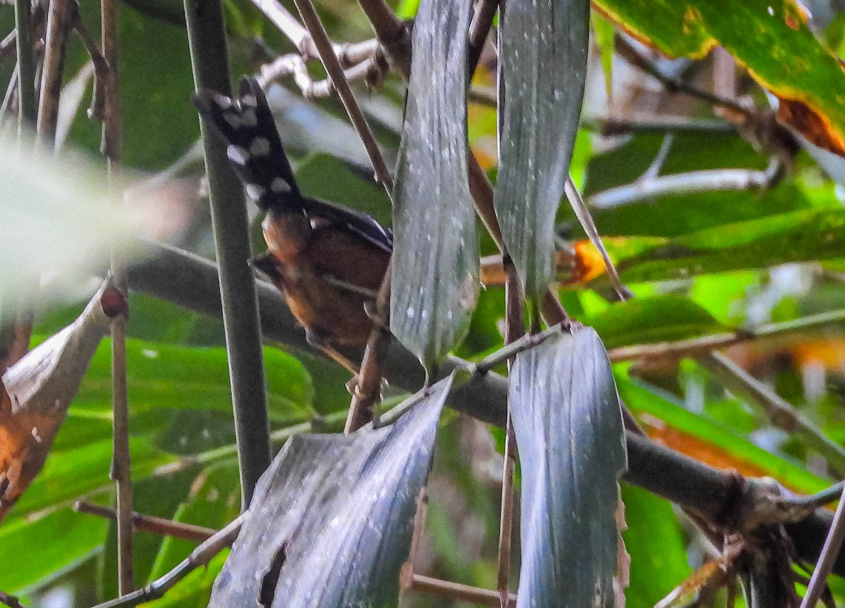Ferruginous Antbird - ML646544492