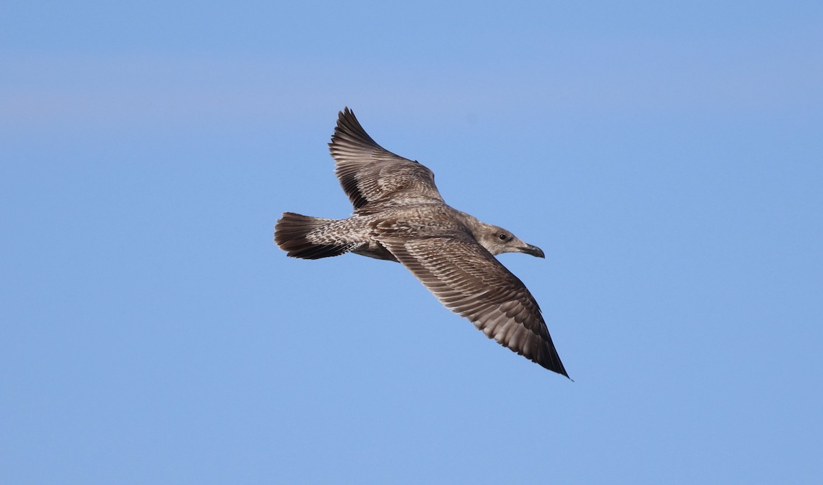 Kaio hauskara amerikarra - ML646544495