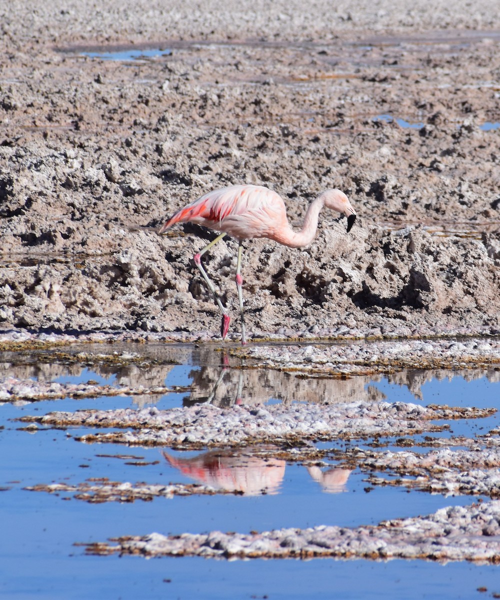 chileflamingo - ML646544496