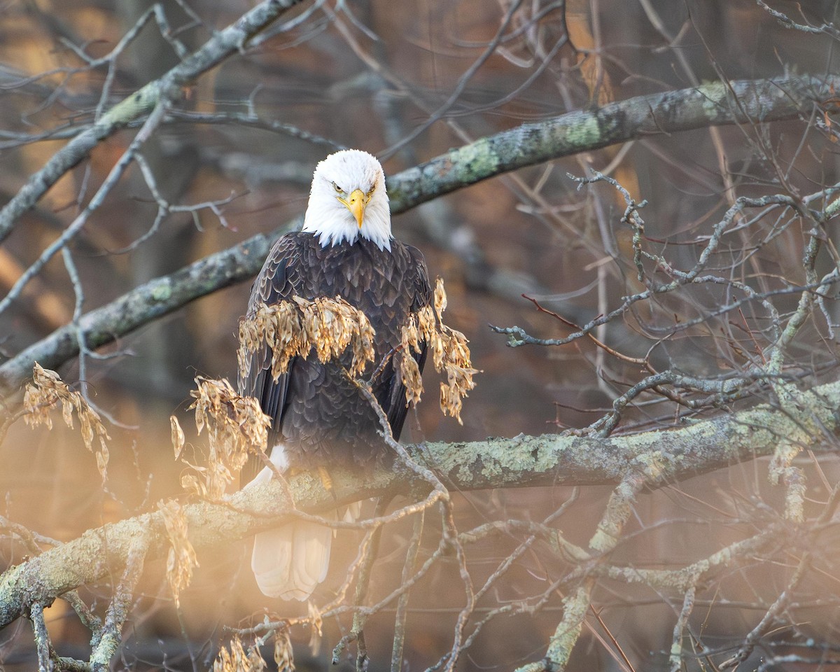 Pygargue à tête blanche - ML646544500