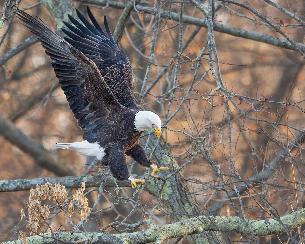 Pygargue à tête blanche - ML646544502