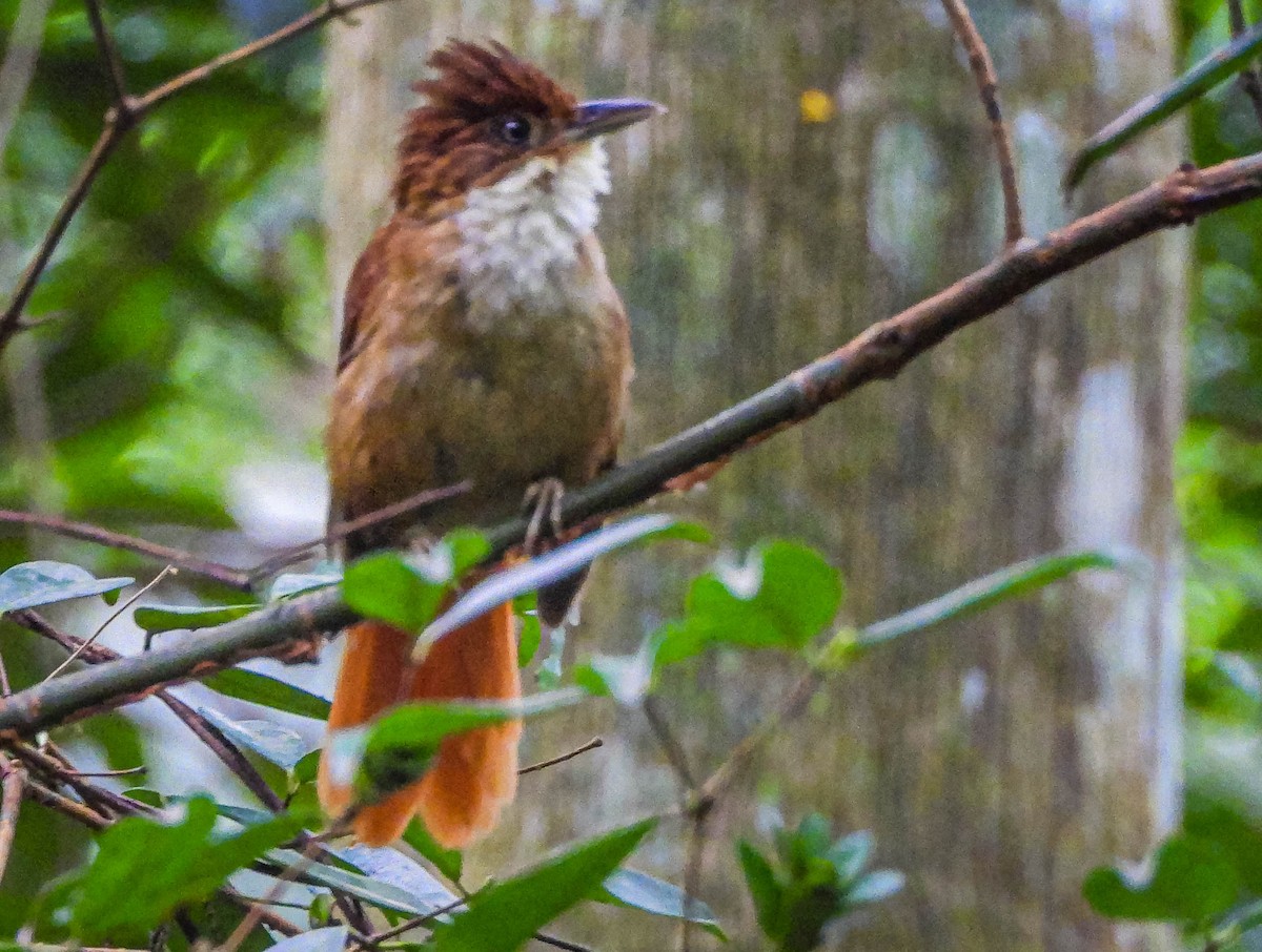 White-eyed Foliage-gleaner - ML646544503