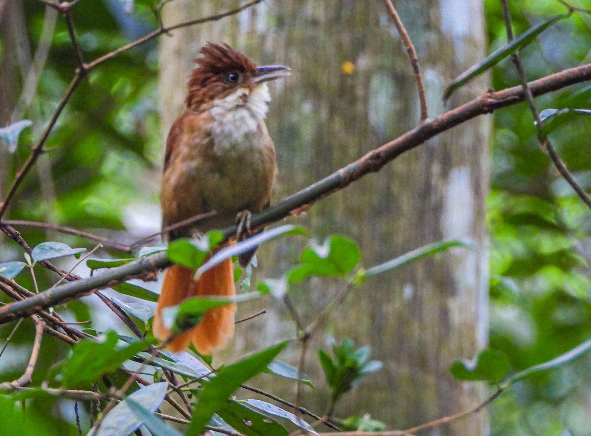 hvitøyeløvgransker - ML646544504