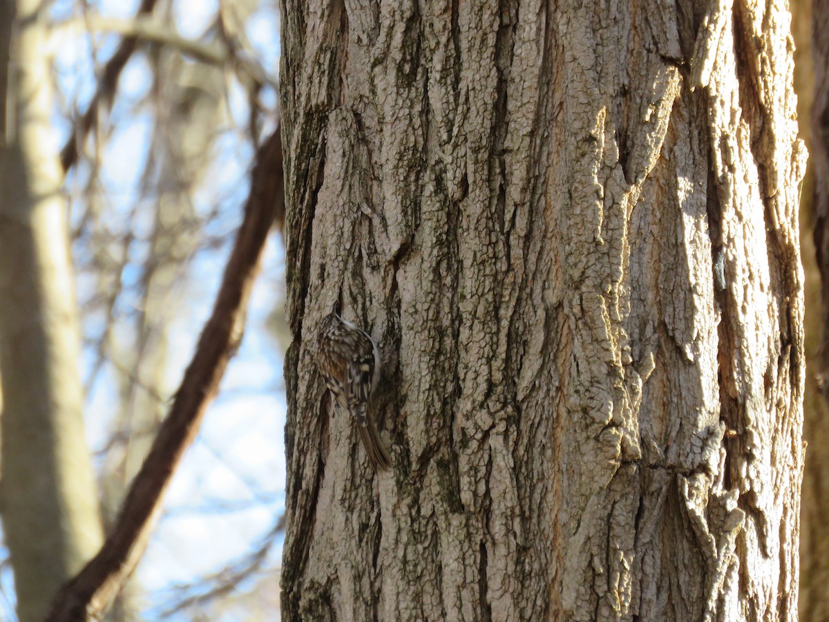 šoupálek americký - ML646544505