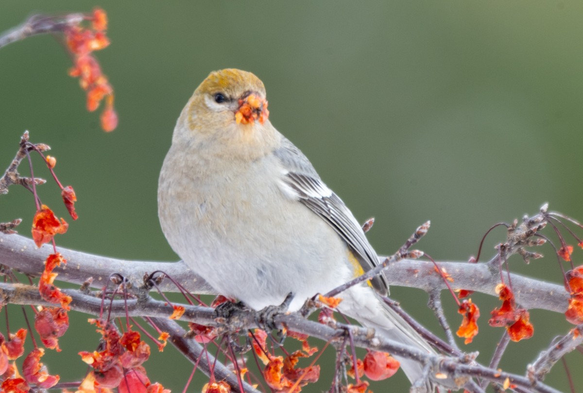 Hakengimpel - ML646544506