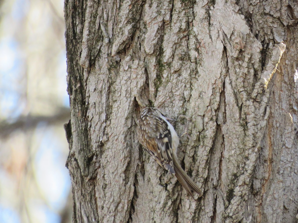 šoupálek americký - ML646544507