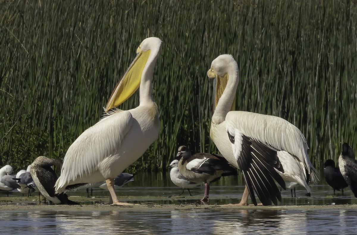 שקנאי מצוי - ML646544508