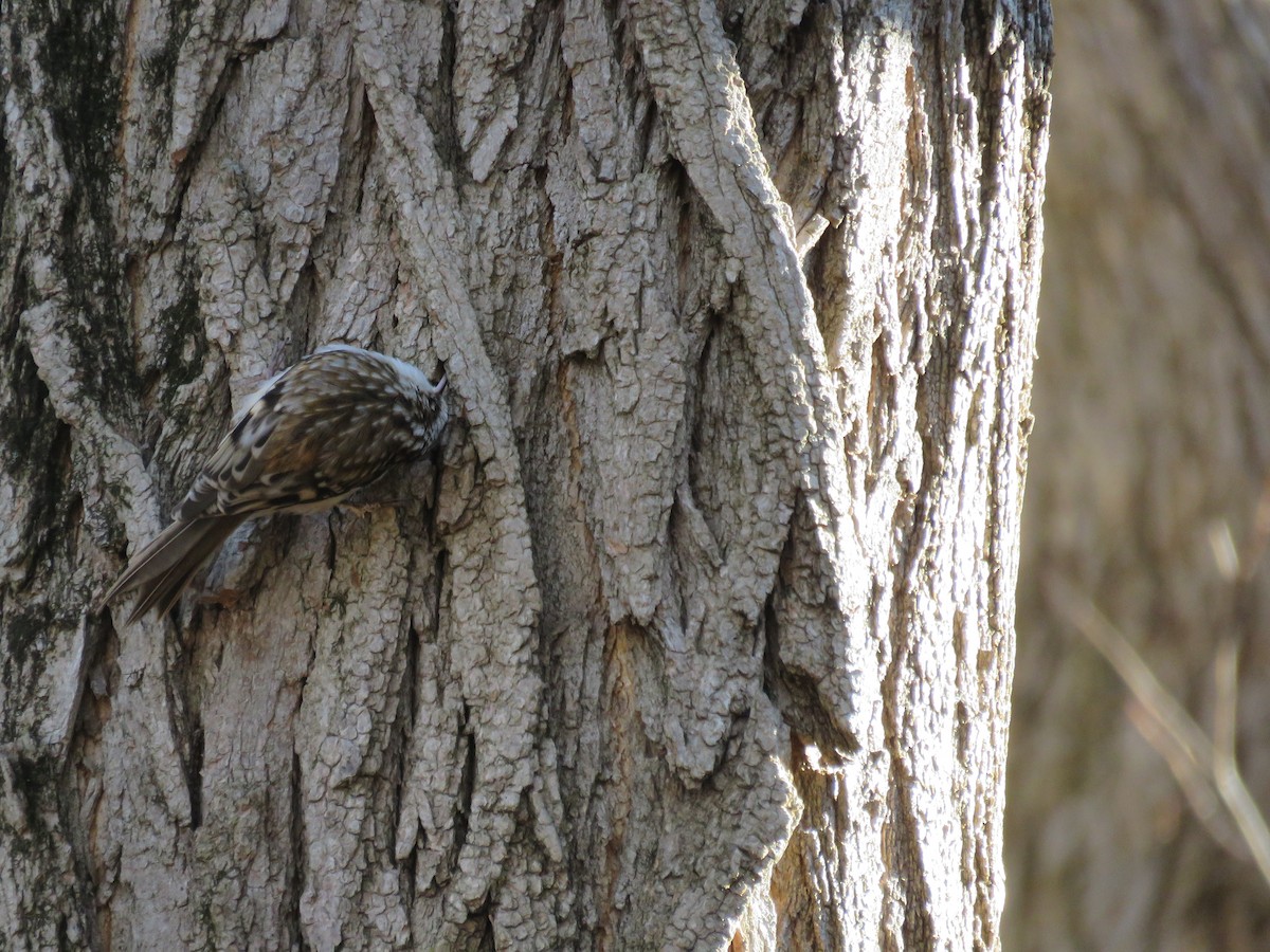 šoupálek americký - ML646544509