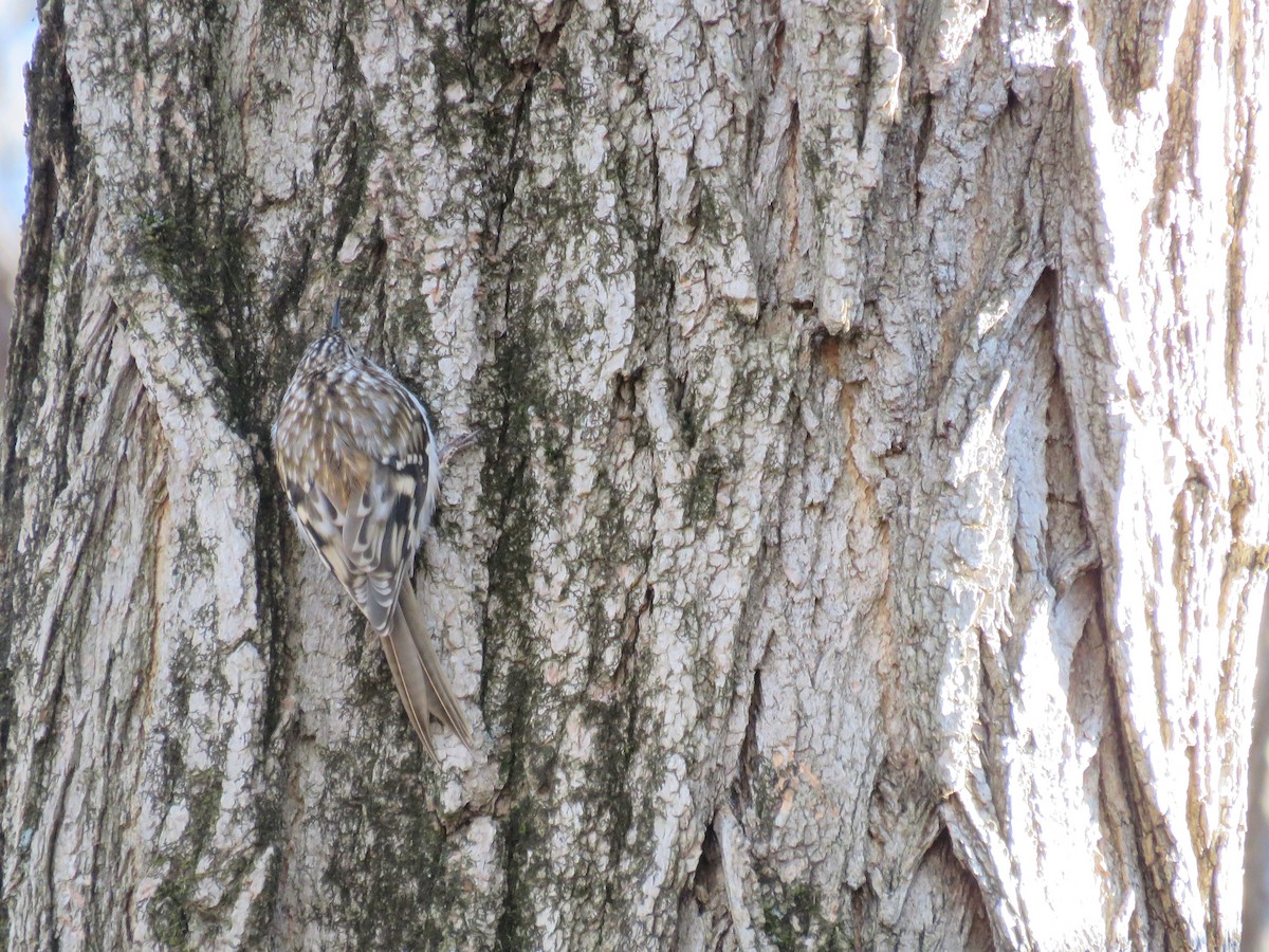 šoupálek americký - ML646544510