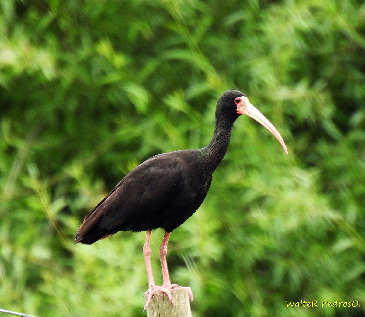 Nacktzügelibis - ML646544511