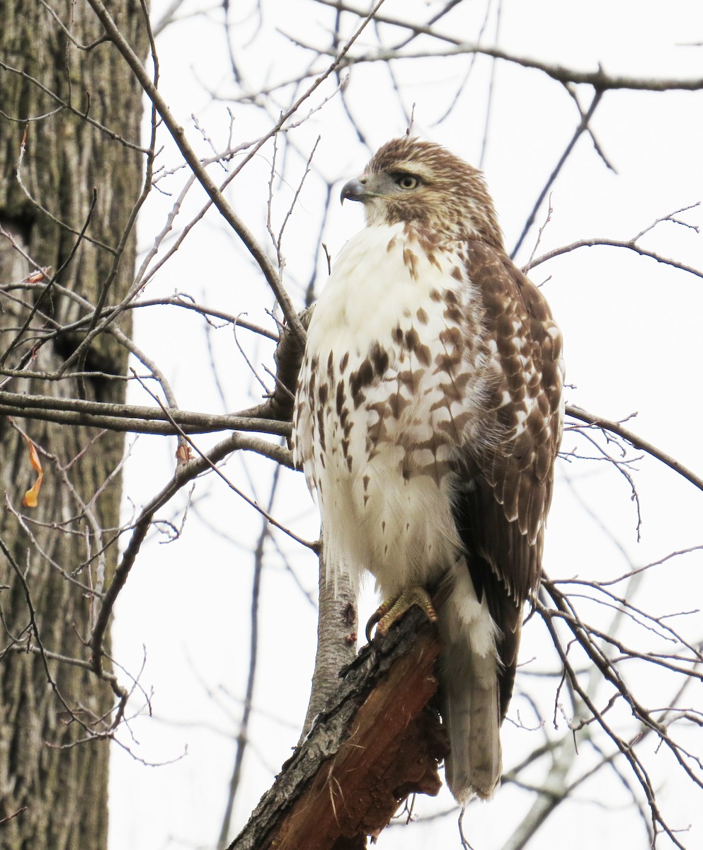 Red-tailed Hawk - ML646544513