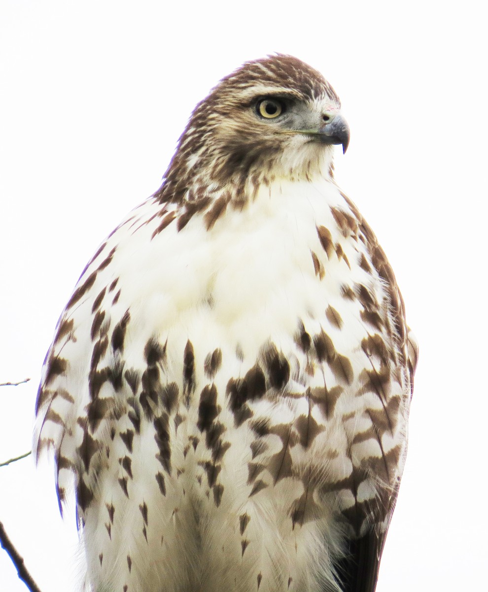 Red-tailed Hawk - ML646544514