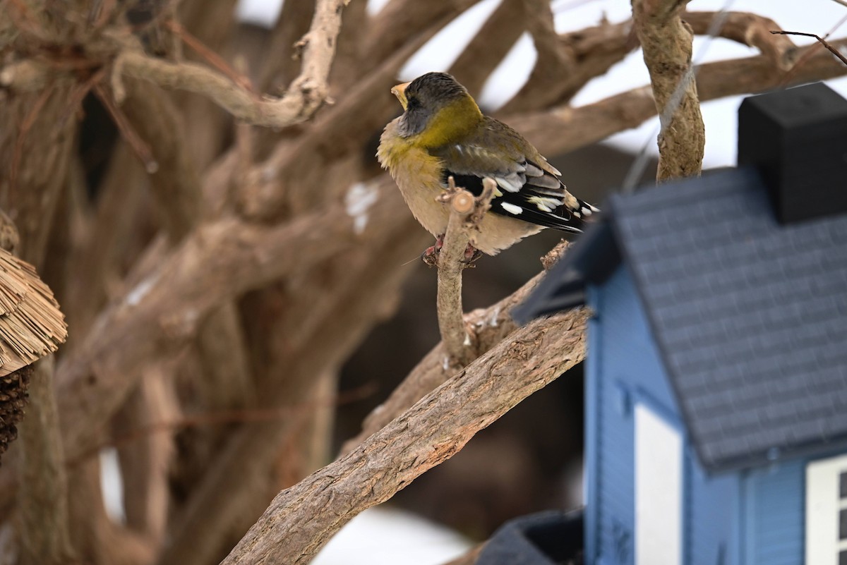 Evening Grosbeak - ML646544515