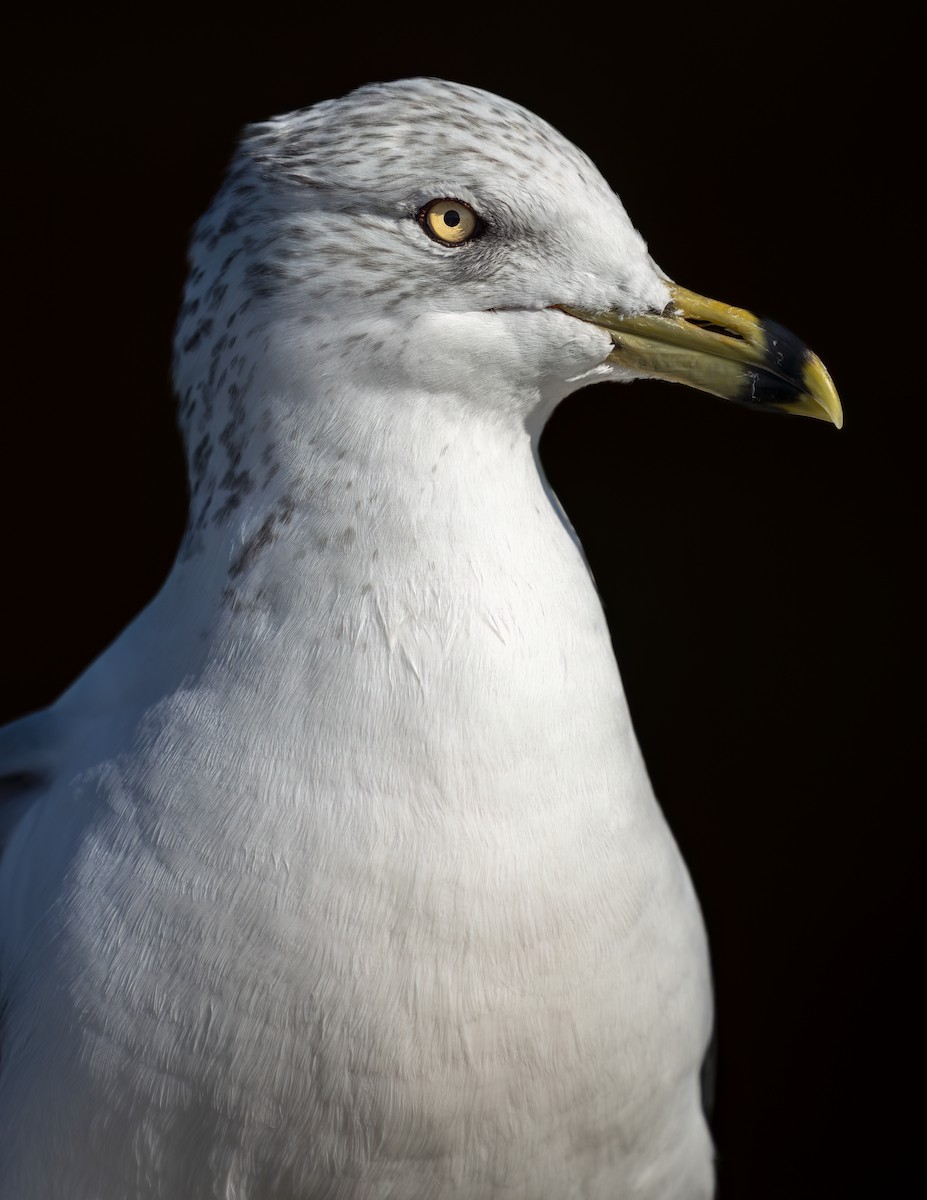 Gavina americana - ML646544516