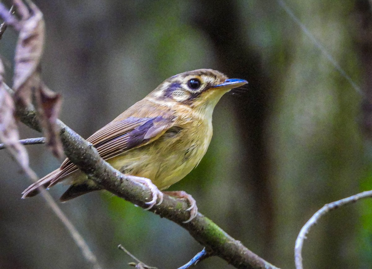White-throated Spadebill - ML646544517