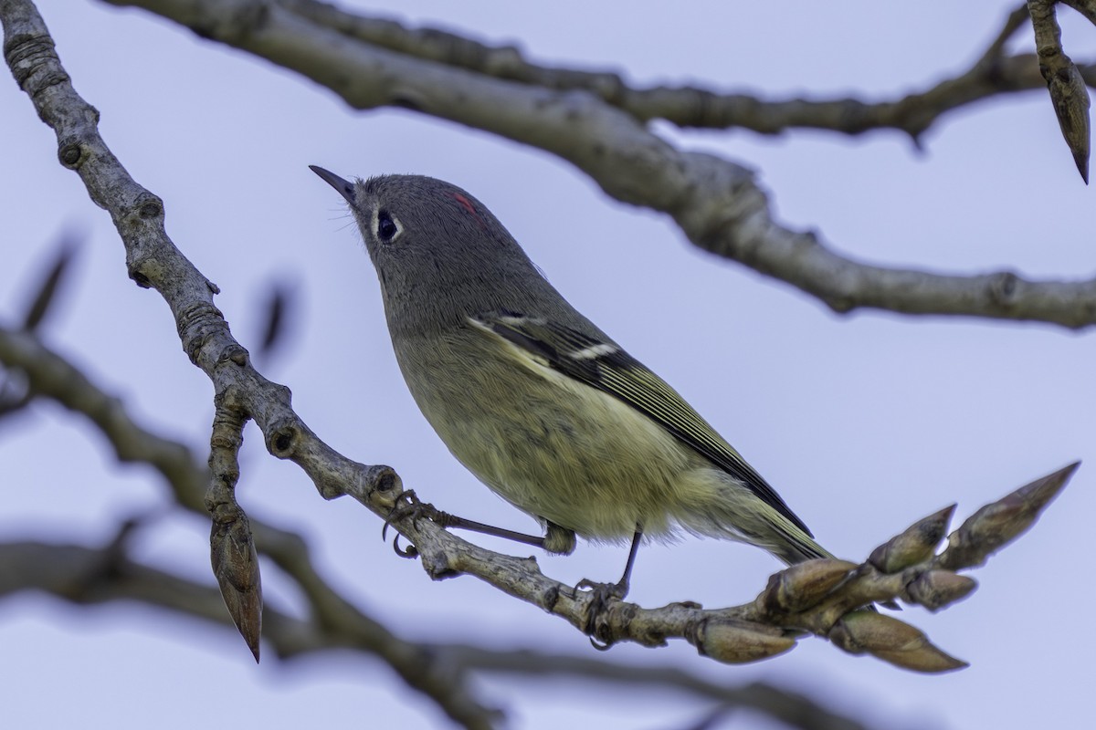 Erregetxo mottogorria - ML646544518