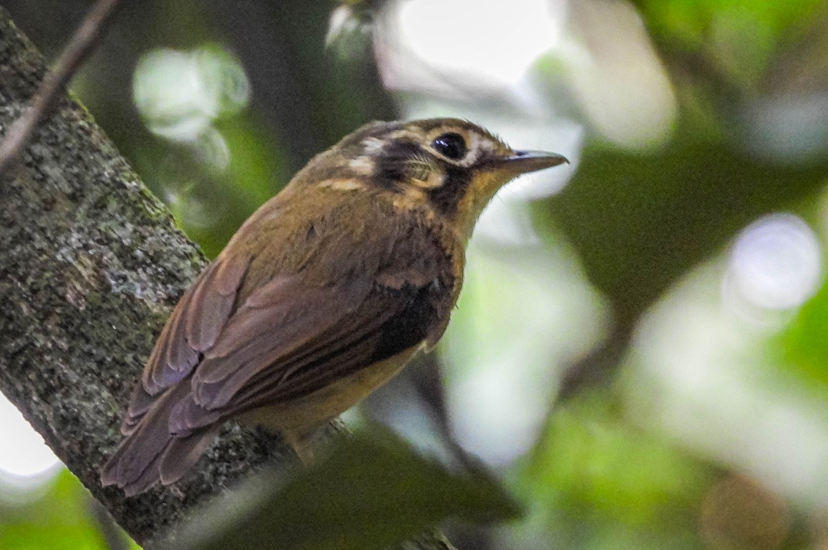 White-throated Spadebill - ML646544519