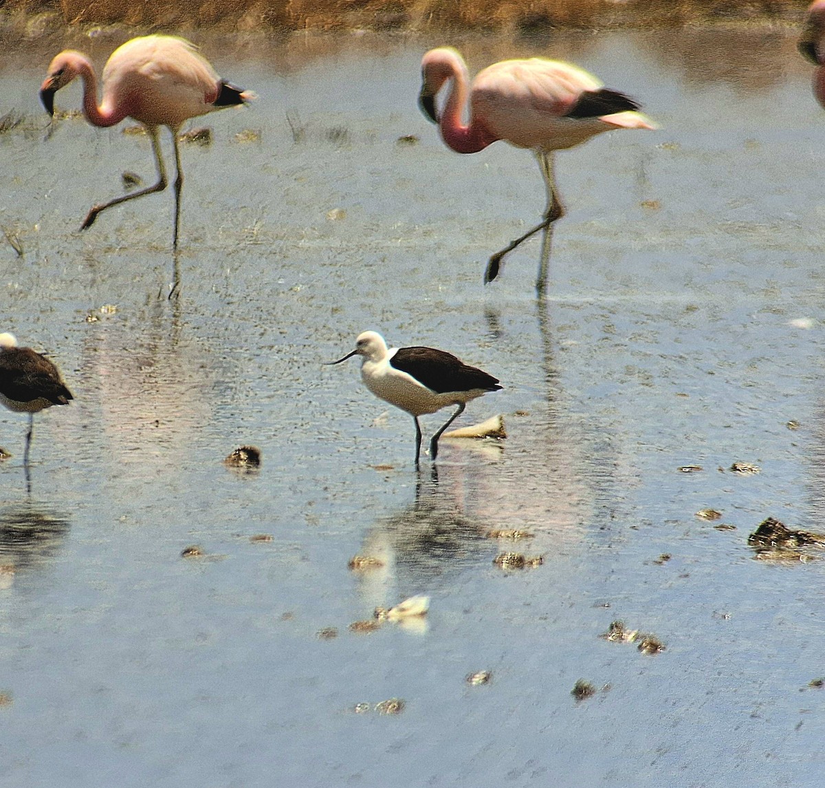Andean Avocet - ML646544520