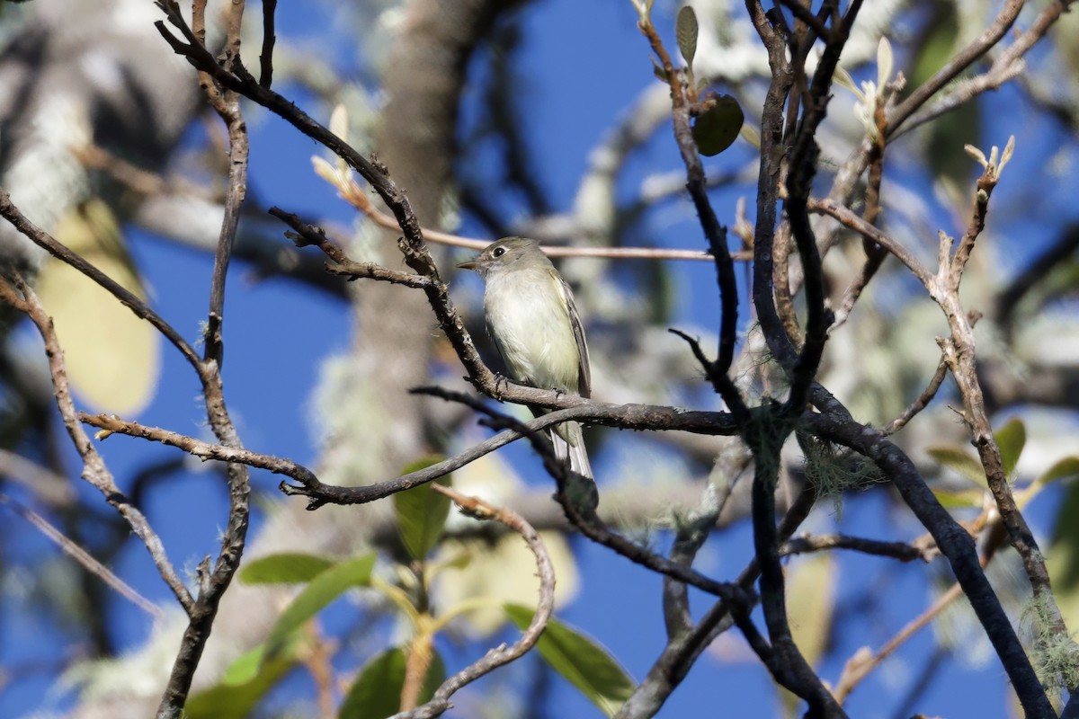 Least Flycatcher - ML646544521